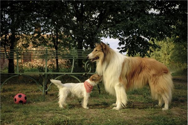 Lassie - Ein neues Abenteuer (2023) - IMDb